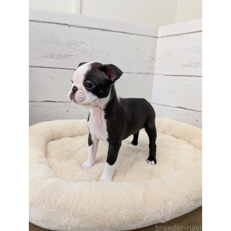 販売中の愛知県のボストンテリア-424019の16枚目