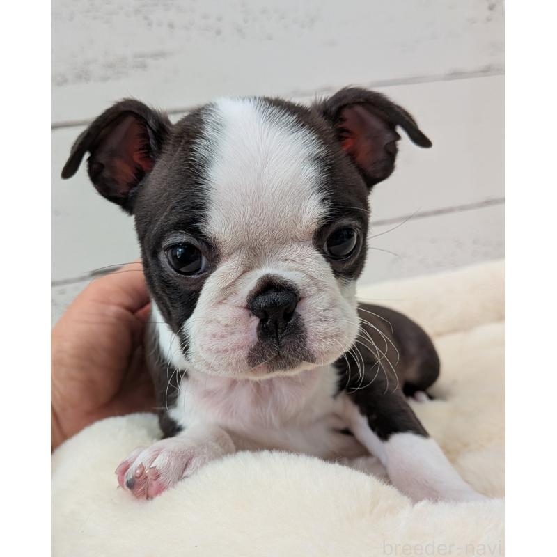 販売中の愛知県のボストンテリア-424019の15枚目