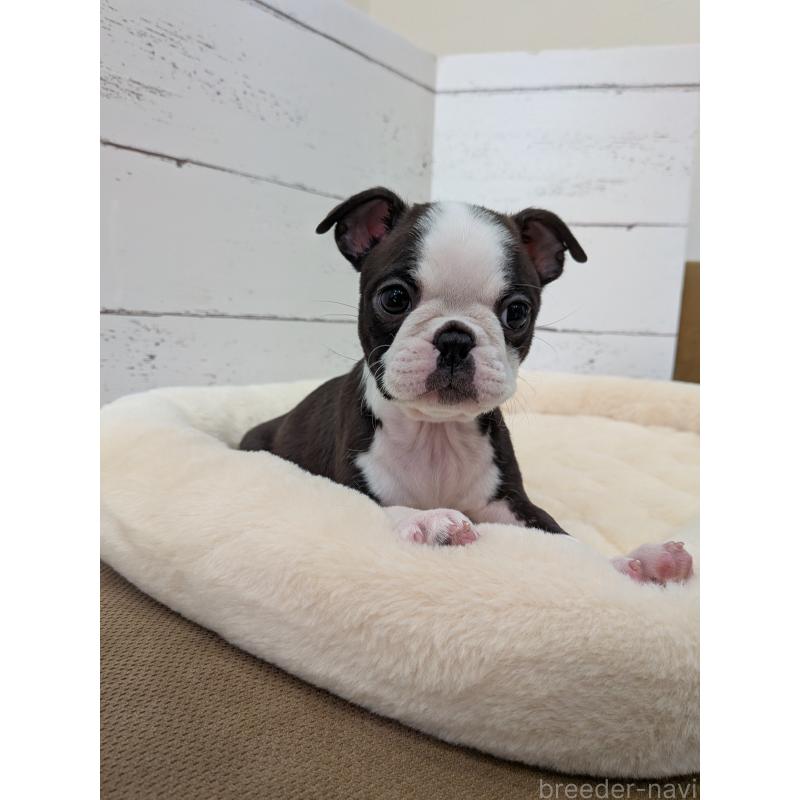 販売中の愛知県のボストンテリア-424019の14枚目