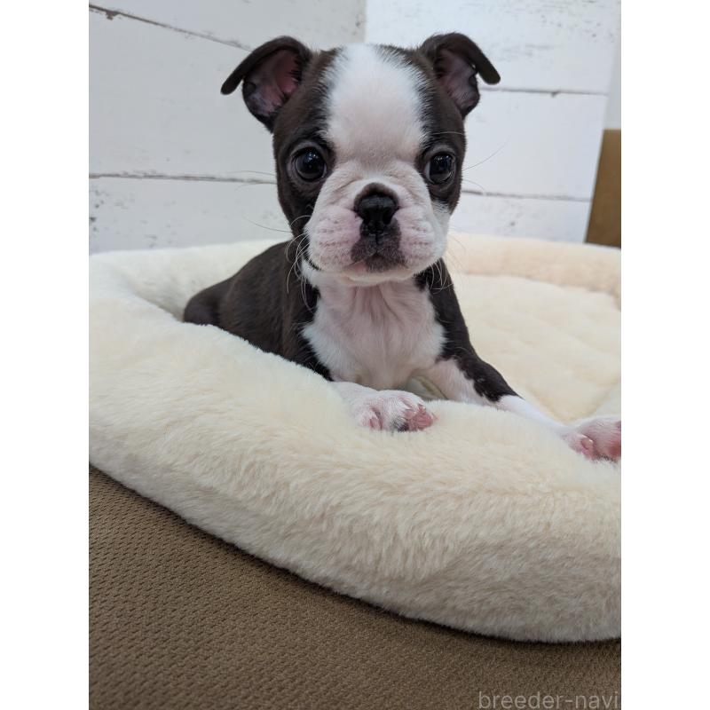 販売中の愛知県のボストンテリア-424019の13枚目