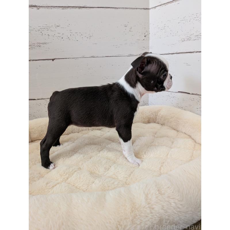 販売中の愛知県のボストンテリア-424019の12枚目