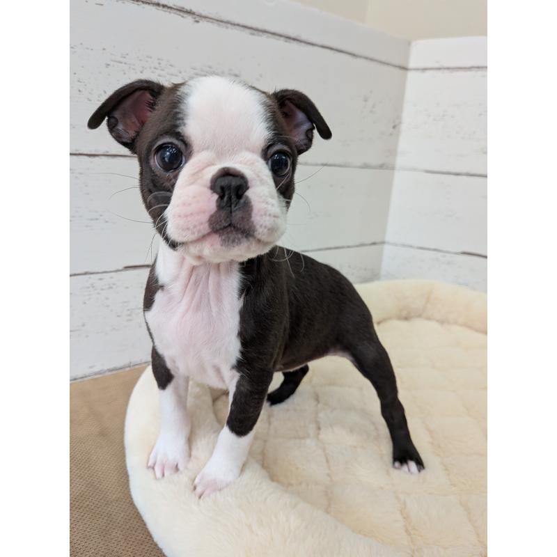 販売中の愛知県のボストンテリア-424019の11枚目