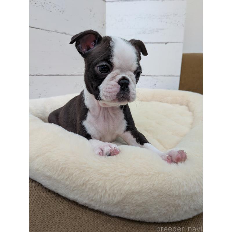 販売中の愛知県のボストンテリア-424019の10枚目