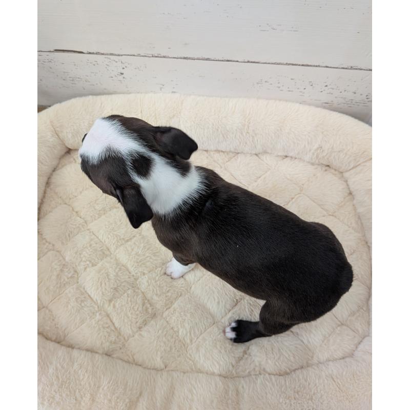 販売中の愛知県のボストンテリア-424019の9枚目