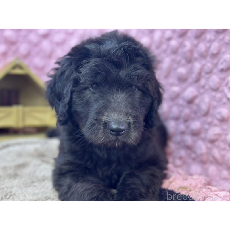 販売中の茨城県のゴールデンドゥードル:ゴールデンレトリーバー×プードル-430205