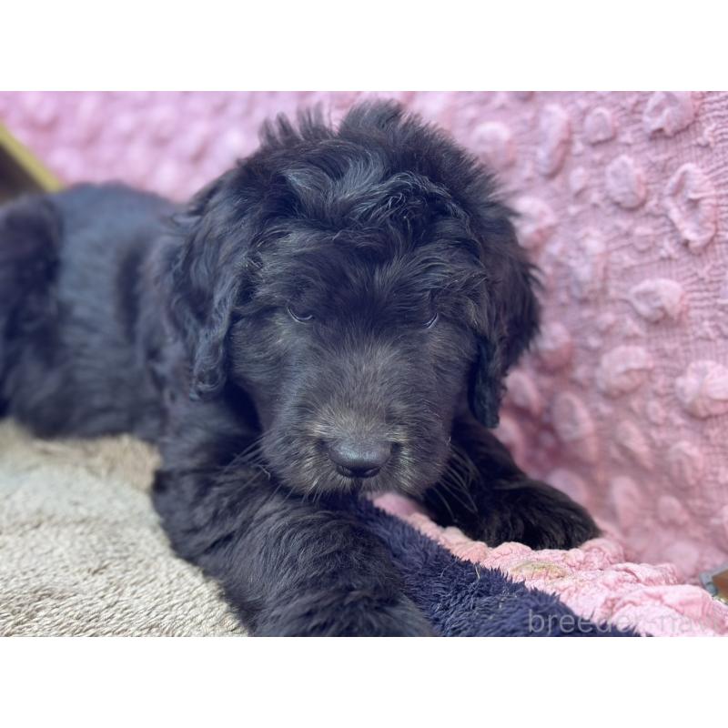 販売中の茨城県のゴールデンドゥードル:ゴールデンレトリーバー×プードル-430205の10枚目