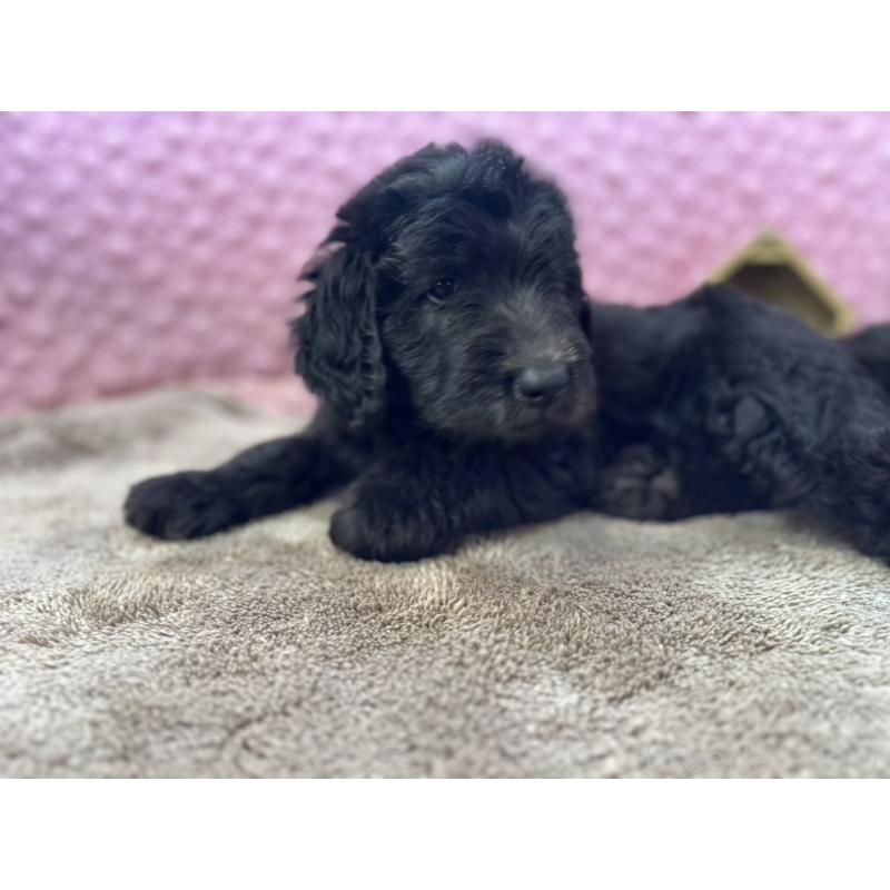 販売中の茨城県のゴールデンドゥードル:ゴールデンレトリーバー×プードル-430205の9枚目