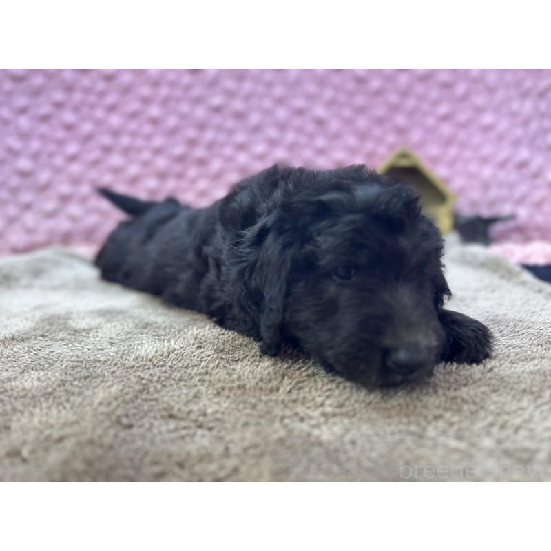 販売中の茨城県のゴールデンドゥードル:ゴールデンレトリーバー×プードル-430205の8枚目