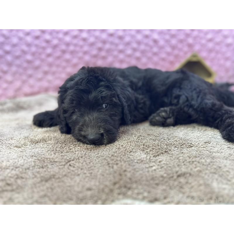 販売中の茨城県のゴールデンドゥードル:ゴールデンレトリーバー×プードル-430205の5枚目