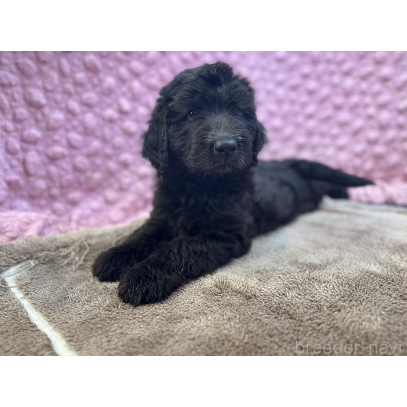 販売中の茨城県のゴールデンドゥードル:ゴールデンレトリーバー×プードル-430205の2枚目