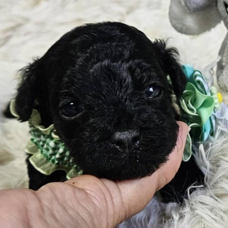 販売中の神奈川県のタイニープードル-430206