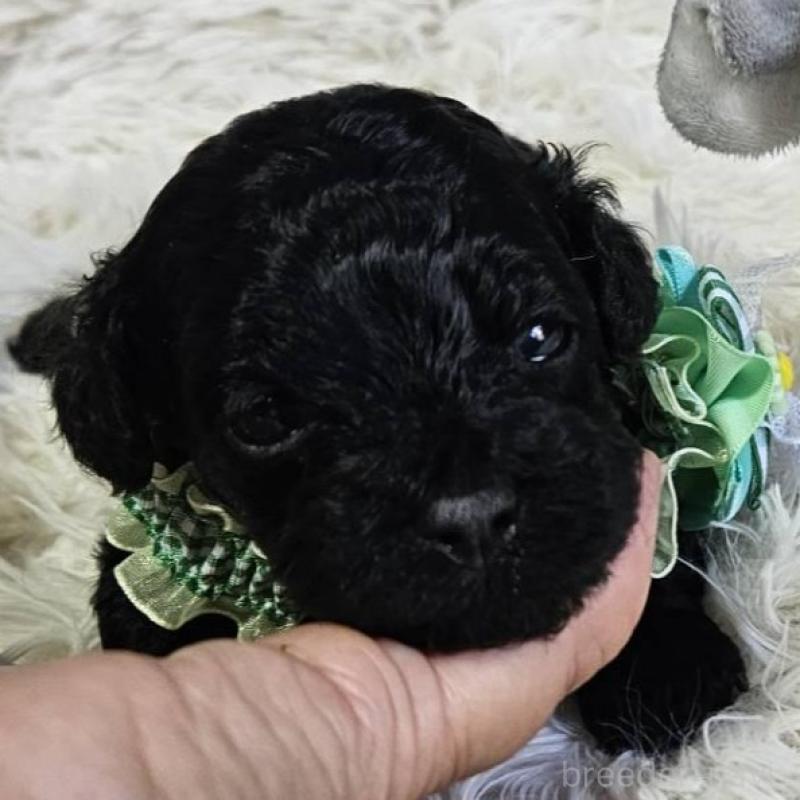 販売中の神奈川県のタイニープードル-430206の3枚目