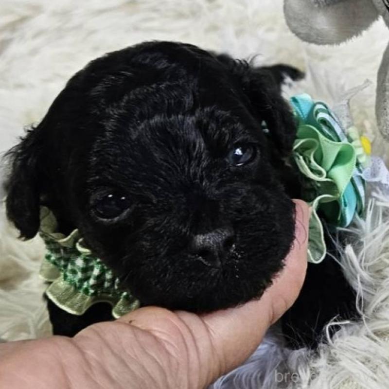 販売中の神奈川県のタイニープードル-430206の2枚目