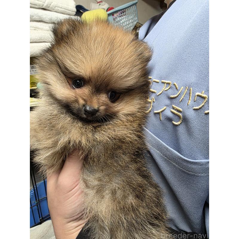 成約済の静岡県のポメラニアン-429408の2枚目