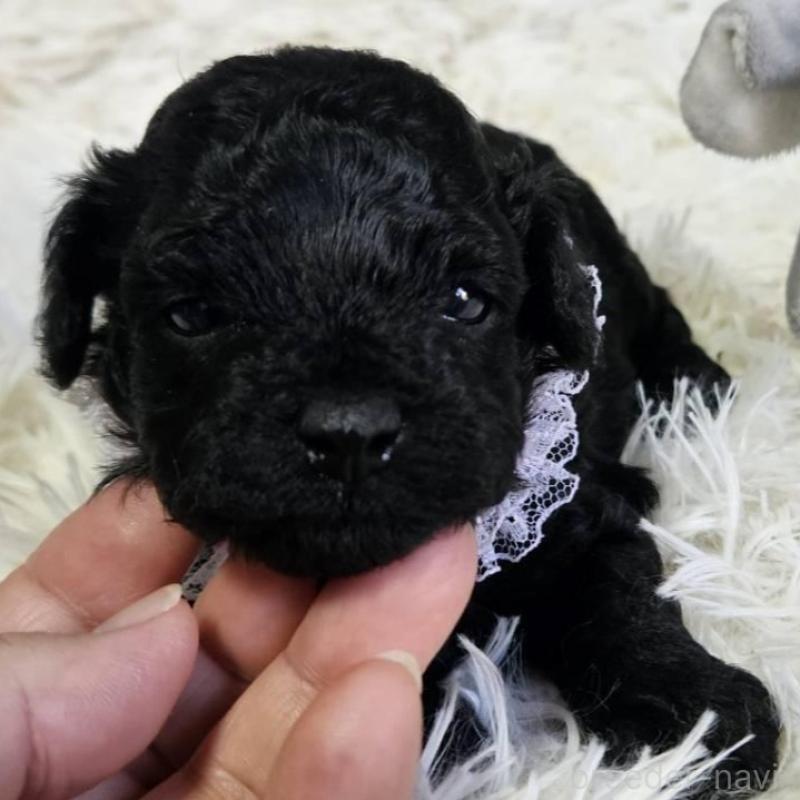 販売中の神奈川県のタイニープードル-430207の4枚目