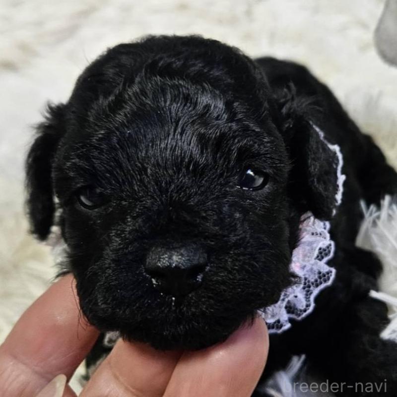 販売中の神奈川県のタイニープードル-430207の3枚目