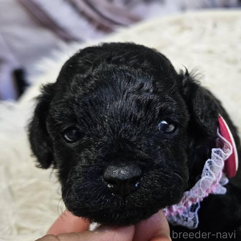 販売中の神奈川県のタイニープードル-430207の1枚目