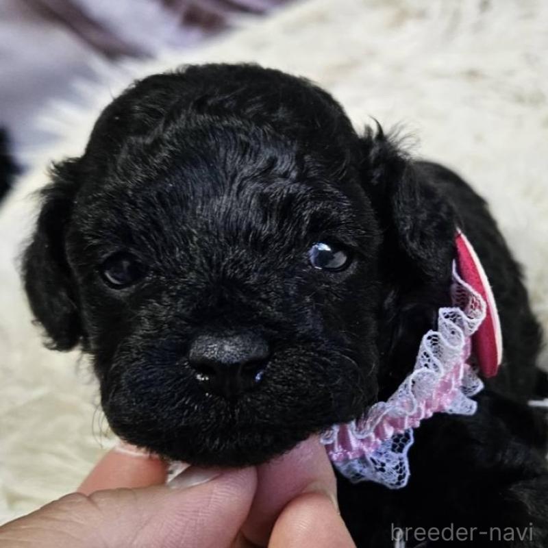 販売中の神奈川県のタイニープードル-430207の2枚目