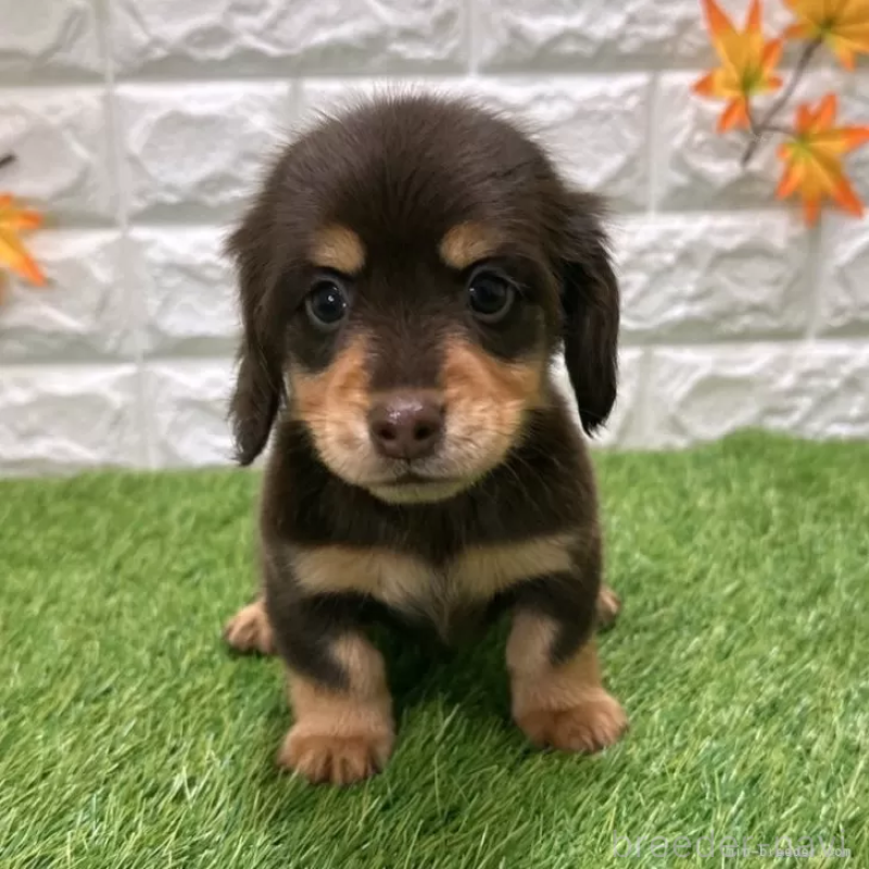 販売中の愛知県のミニチュアダックスフンド(ロングヘアード)-427716