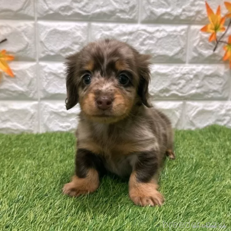 販売中の愛知県のミニチュアダックスフンド(ロングヘアード)-427718