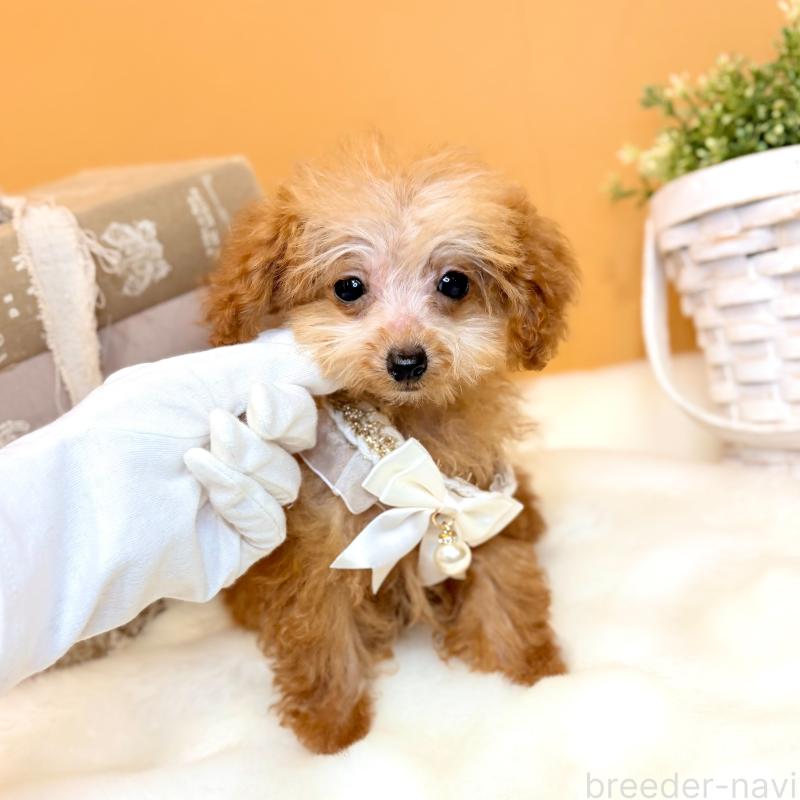 販売中の茨城県のタイニープードル-430208