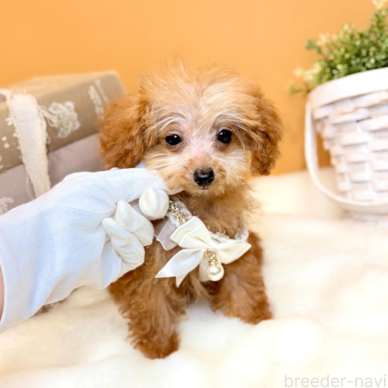 販売中の茨城県のタイニープードル-430208の7枚目