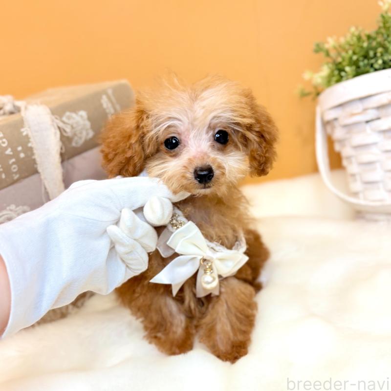 販売中の茨城県のタイニープードル-430208の6枚目