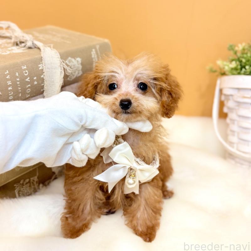 販売中の茨城県のタイニープードル-430208の5枚目