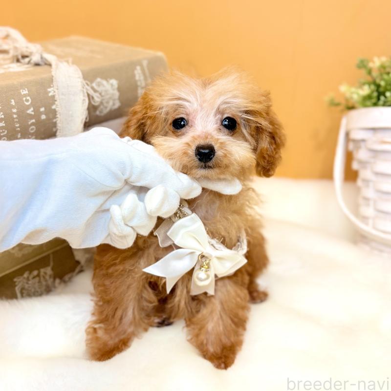 販売中の茨城県のタイニープードル-430208の4枚目