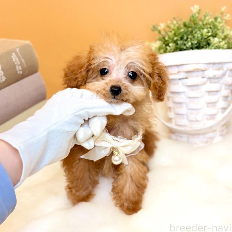 販売中の茨城県のタイニープードル-430208の3枚目