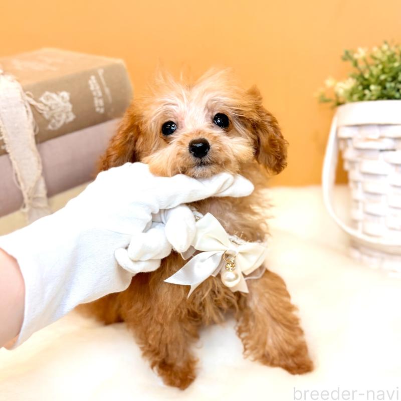 販売中の茨城県のタイニープードル-430208の2枚目