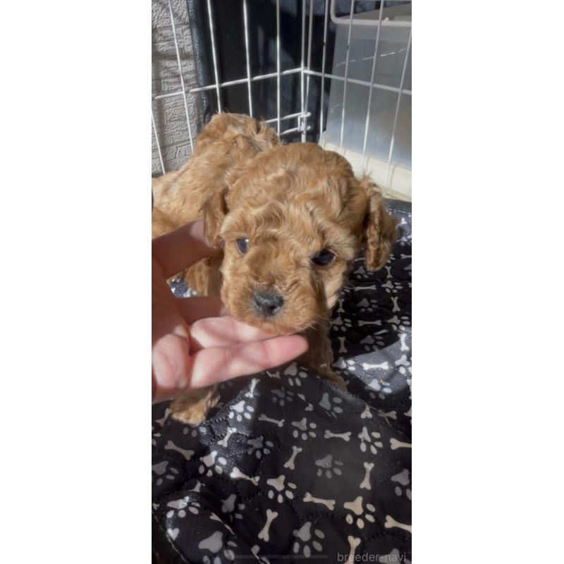 販売中の愛媛県のタイニープードル-430211の3枚目