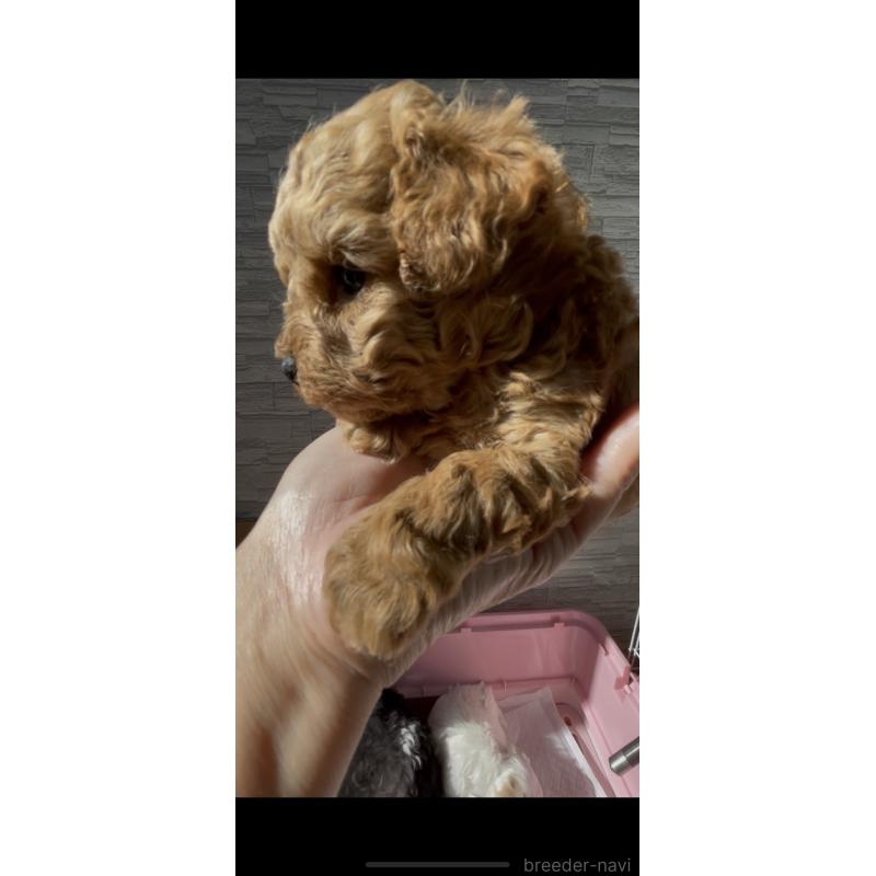 販売中の愛媛県のタイニープードル-430211の2枚目