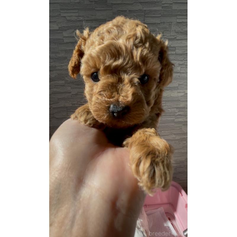 販売中の愛媛県のタイニープードル-430211の1枚目