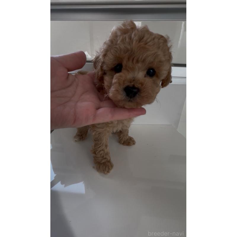 販売中の愛媛県のタイニープードル-430213