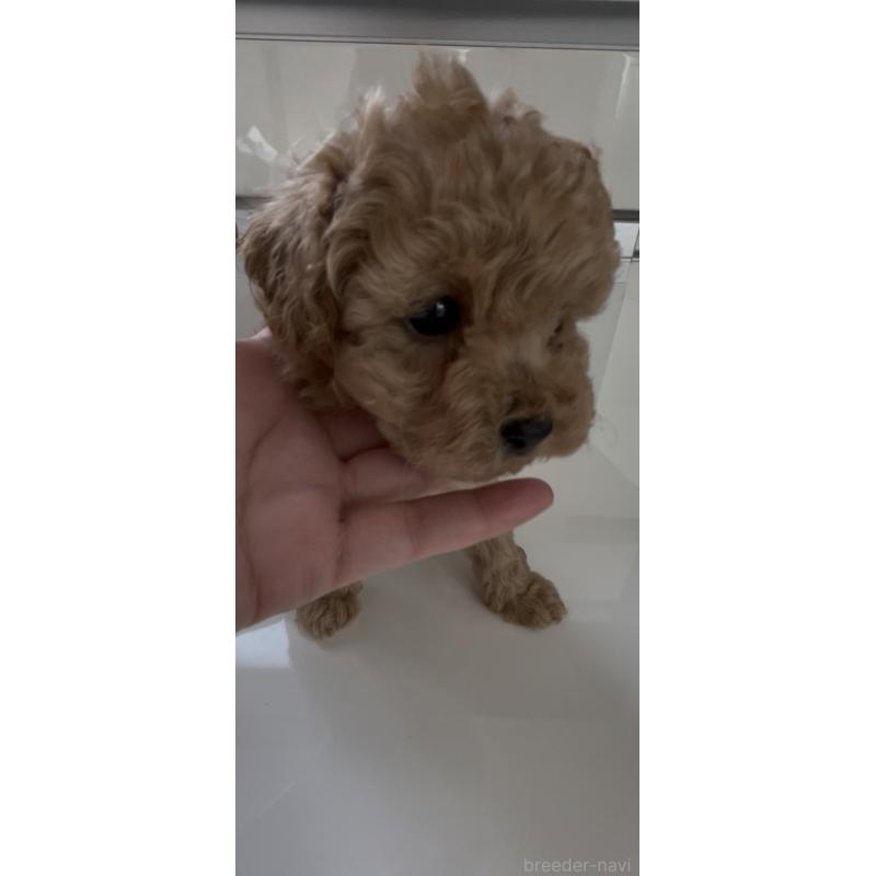 販売中の愛媛県のタイニープードル-430213の2枚目