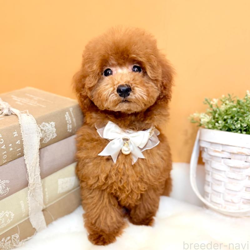 販売中の茨城県のタイニープードル-418677