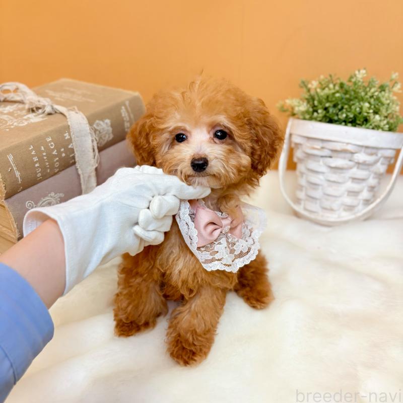 販売中の茨城県のタイニープードル-430214の1枚目