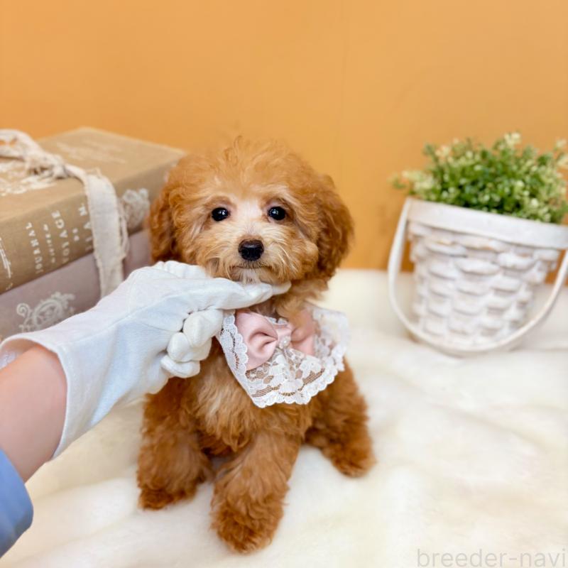 販売中の茨城県のタイニープードル-430214の8枚目