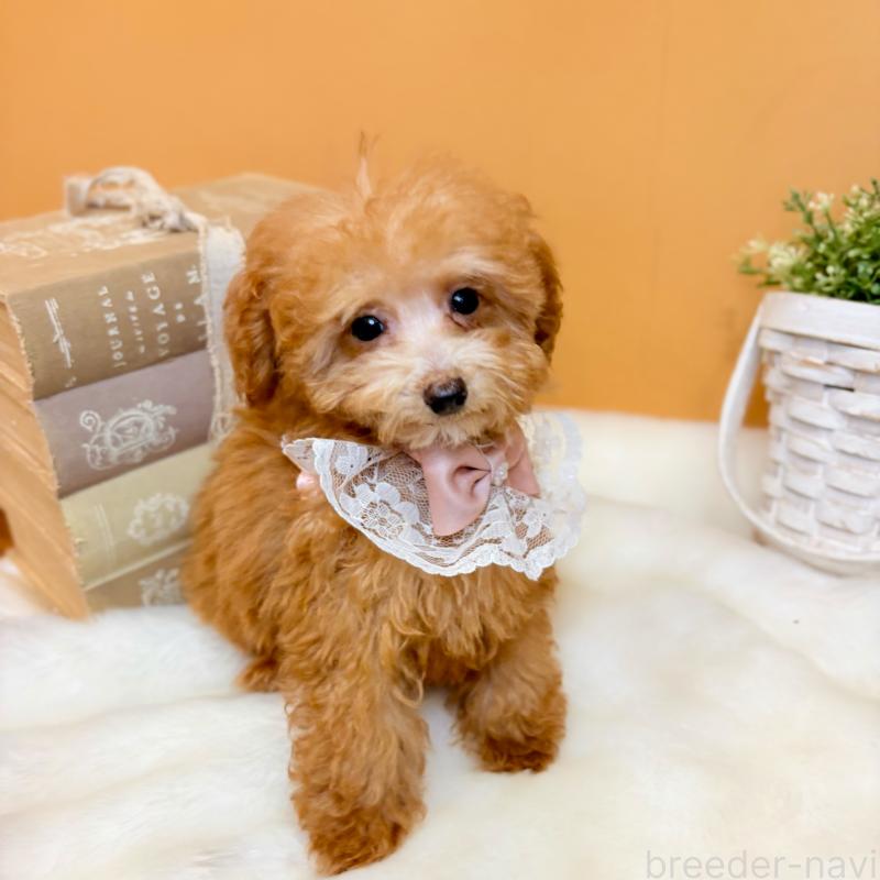 販売中の茨城県のタイニープードル-430214の7枚目