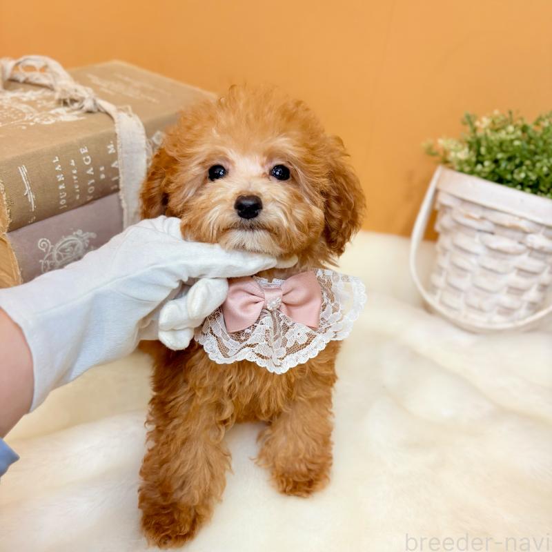 販売中の茨城県のタイニープードル-430214の6枚目