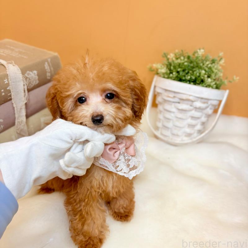 販売中の茨城県のタイニープードル-430214の5枚目