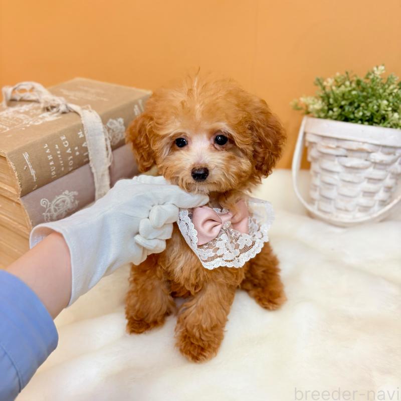 販売中の茨城県のタイニープードル-430214の4枚目