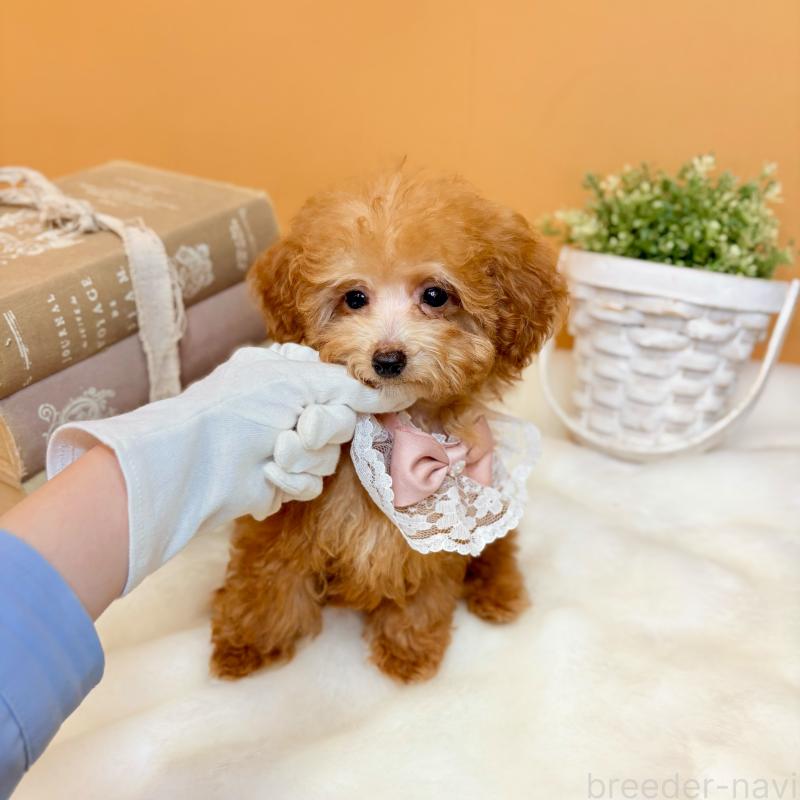 販売中の茨城県のタイニープードル-430214の3枚目