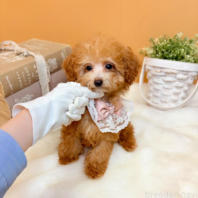 販売中の茨城県のタイニープードル-430214の2枚目