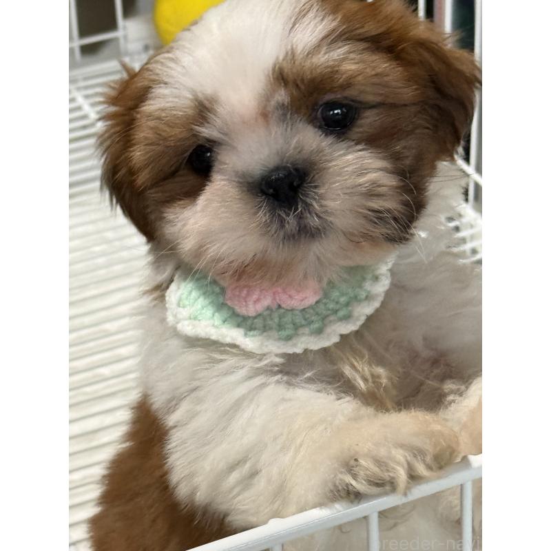 成約済の茨城県のシーズー-423355の3枚目