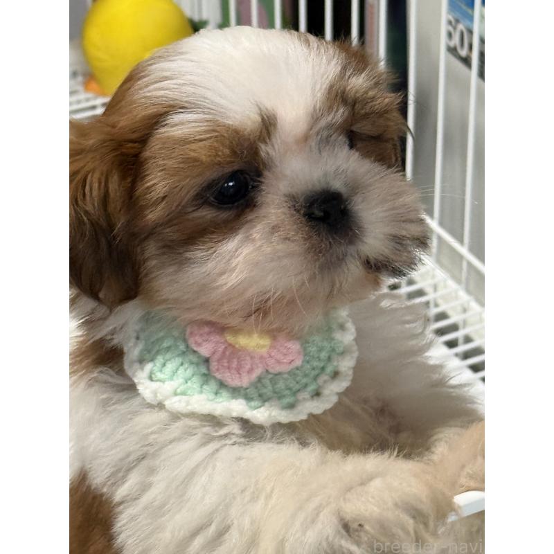 成約済の茨城県のシーズー-423355の2枚目