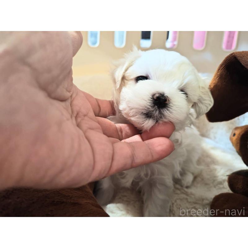 販売中の埼玉県のマルチーズ-430215の6枚目