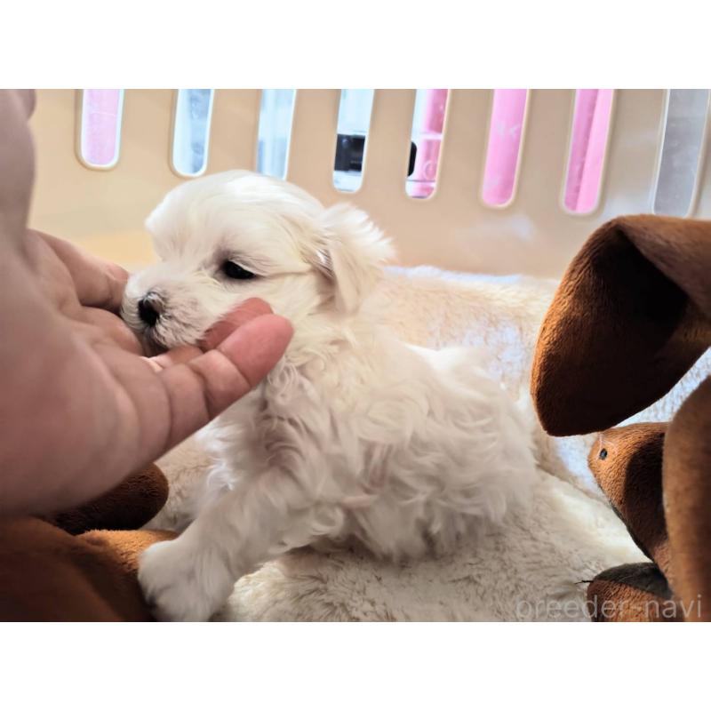 販売中の埼玉県のマルチーズ-430215の5枚目