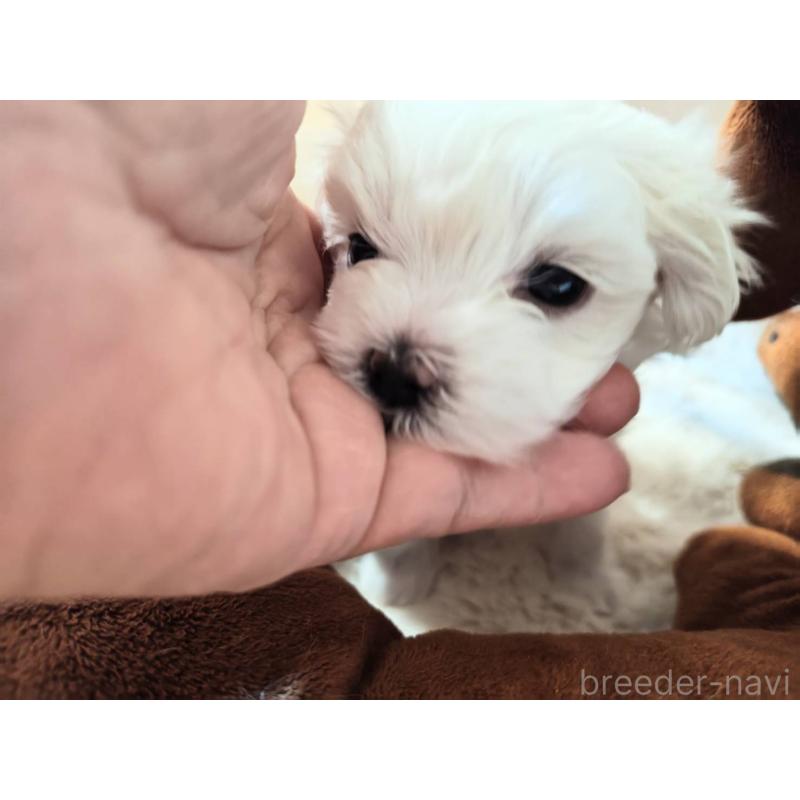 販売中の埼玉県のマルチーズ-430215の4枚目